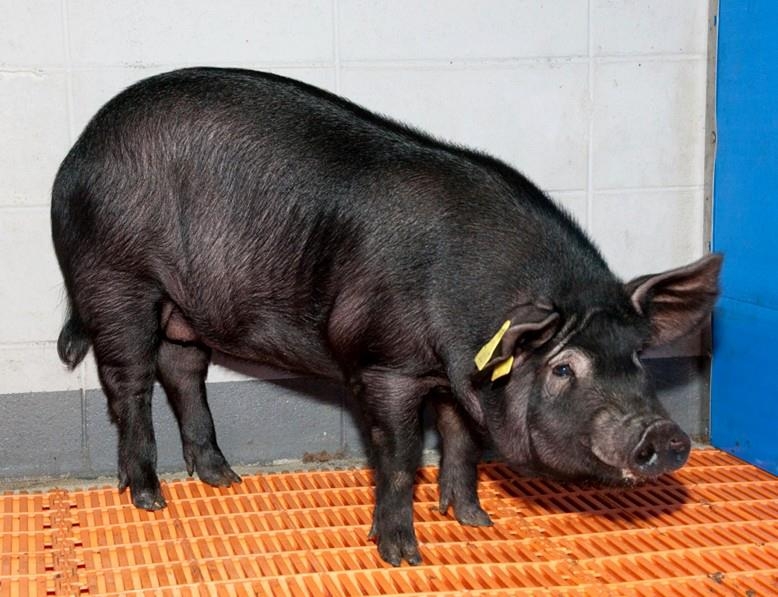 치매걸린 복제 흑돼지