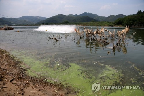 낙동강에 띠를 이룬 녹조