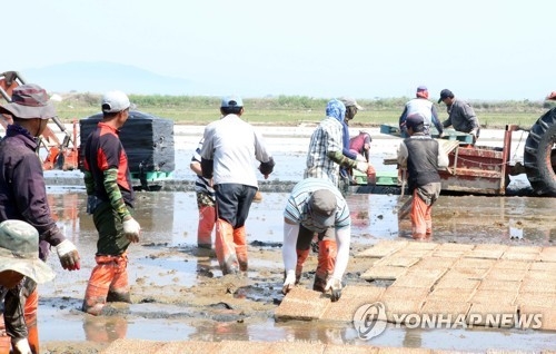 가뭄으로 두 번째 못자리 만들기