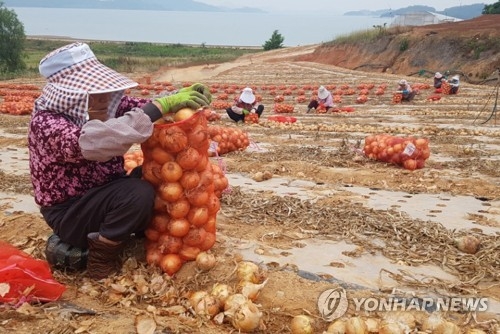 가뭄과 폭염 탓에 수확량 감소한 양파