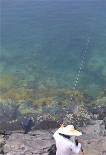 '물 반 고기 반' 맑고 투명한 바다에서는 물고기떼가 훤히 보인다.(성연재 기자)