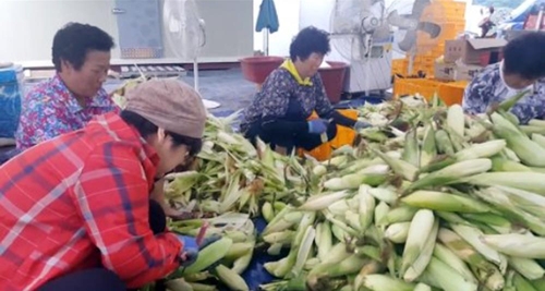울주군 삼동면 찰옥수수 '바로맛콘'