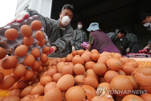폐기되는 '살충제 계란'