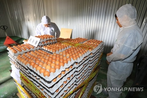 폐기예정인 살충제 검출 계란 [연합뉴스 자료사진]