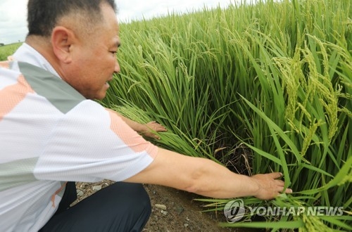 오락가락 비에 발생한 '문고병'