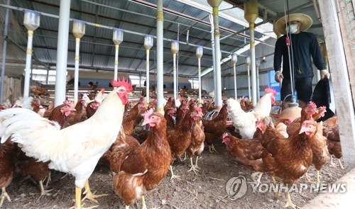 동물복지농장 12곳 밀집…단양 영춘, 계란 청정지대 '우뚝' - 2