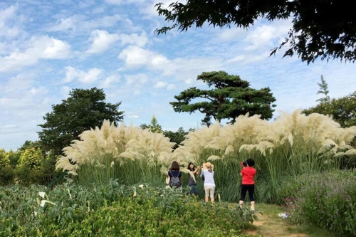 청산수목원 팜파스그라스
