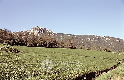전남 강진군 성전면의 차밭