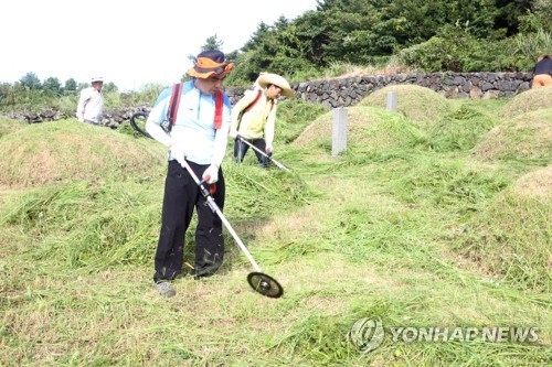 벌써 조상묘 벌초 행렬