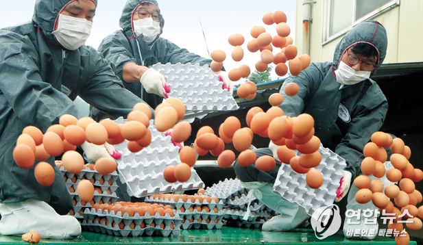 경기도 광주시의 산란계 농가에서 방역 관계자들이 부적합 판정이 나온 계란을 폐기하고 있다. 권준우 연합뉴스 기자