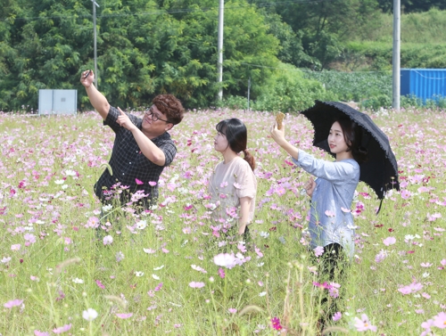 코스모스 배경 삼아 '찰칵'