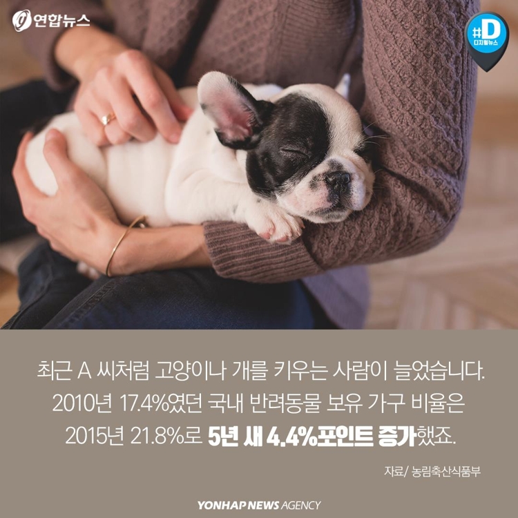 [카드뉴스] "가족이라면서요?"…유기동물 9만마리 육박 - 3
