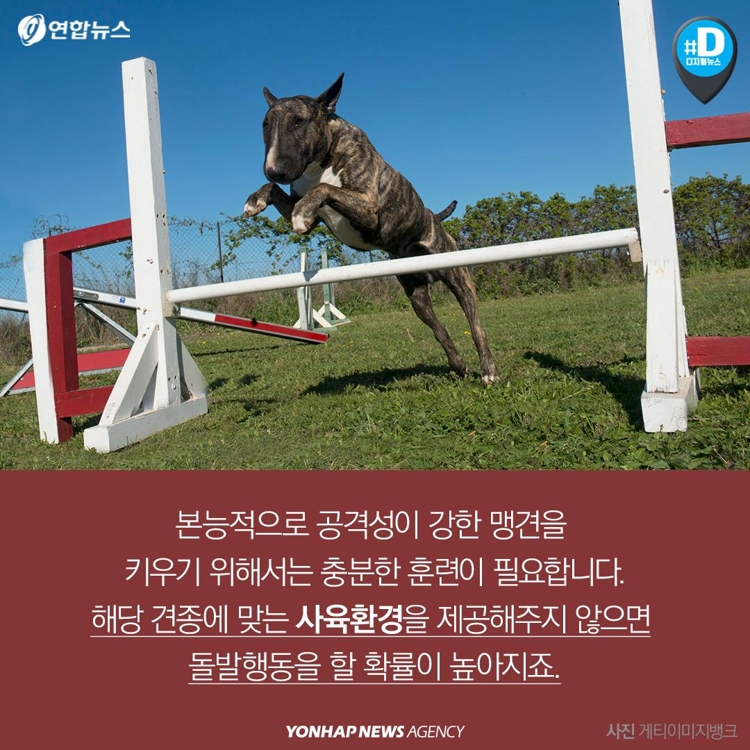 [카드뉴스] "우리 개는 안 물어요"…개주인 무책임에 대형사고 난다 - 5