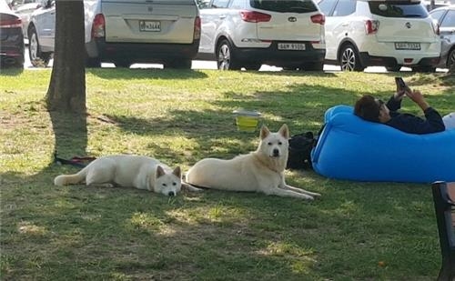 기자를 노려보는 반려견