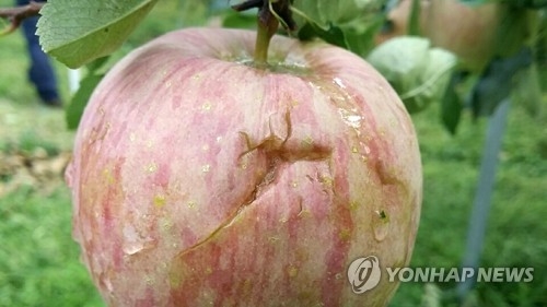 충북 '동전 우박'으로 687개 농가 477.5㏊ 피해 - 1