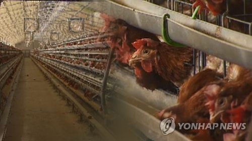 강원 농가 산란노계서 살충제 초과 검출…출하 금지 - 1