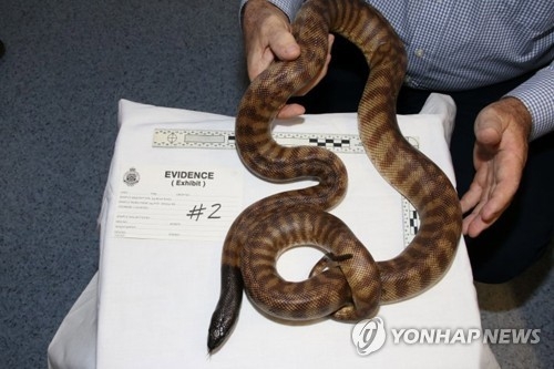 호주에서 발견된 비단뱀 사진 [EPA=연합뉴스 자료사진]