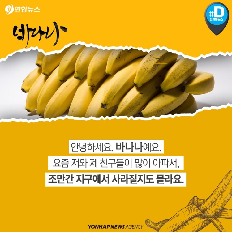 [카드뉴스] "바나나가 지구에서 사라진대요" - 2