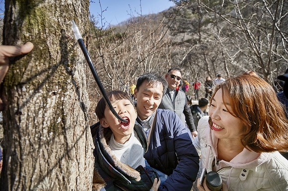 "달콤해요!" 고로쇠 채취 체험장에서 한 어린이가 나무에 연결된 호스로 흘러내리는 고로쇠 물을 마시고 있다.