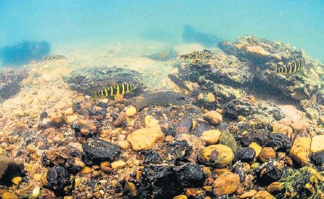 벨루 몬치 댐이 건설된 싱구 강에 서식하는 어류들 [브라질 일간지 에스타두 지 상파울루]