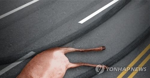 로드킬(PG)