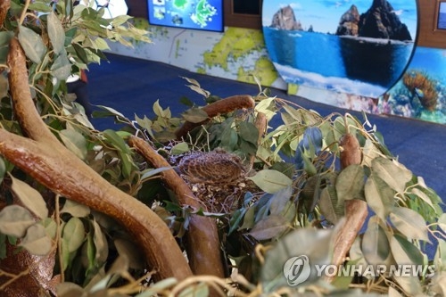 독도교육장 안에서 깨어난 비둘기 2마리