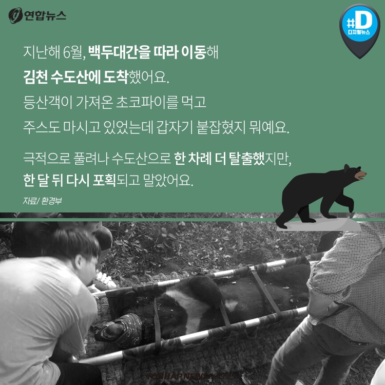 [카드뉴스] 지리산에서 세 번 도망친 반달가슴곰 이야기 - 6