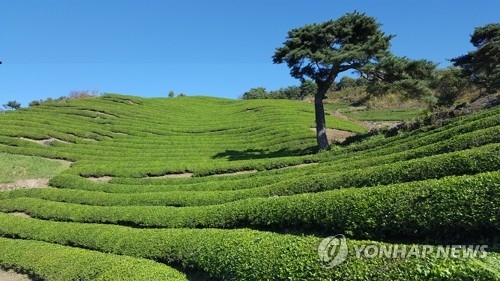 연둣빛으로 물든 하동 야생차밭