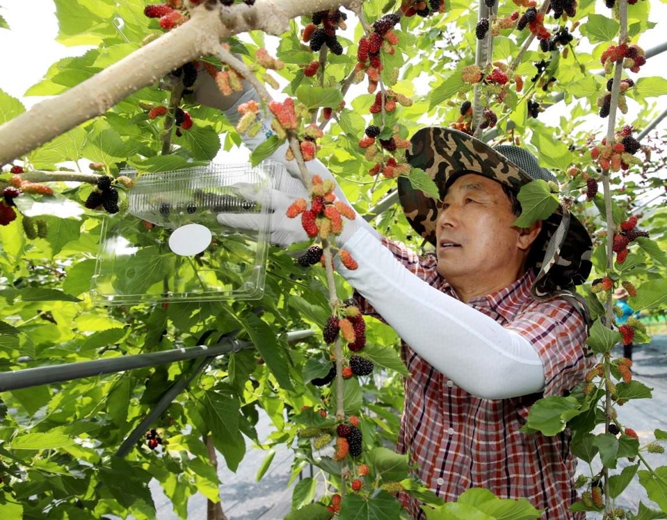 농가에서 오디를 수확하는 모습