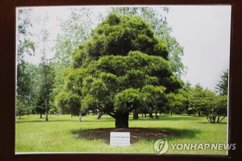 노무현 전 대통령이 심은 소나무 사진