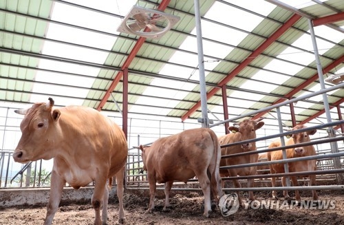 선풍기로 더위 식히는 소들