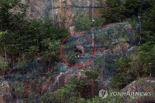 '서울까지 어떻게 왔니'…멸종위기 1급 산양 서울서 첫 발견 - 3