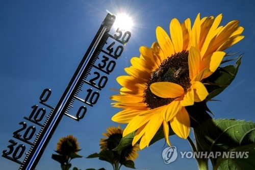 열파가 지속하는 독일 해바라기밭의 기온이 39도를 가리키고 있다