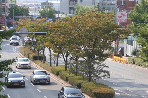 누렇게 잎이 변색한 가로수