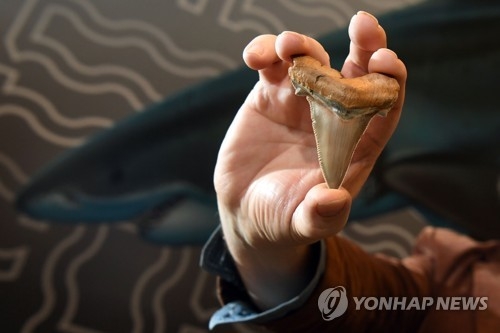 2천500만년 전 상어 이빨 화석