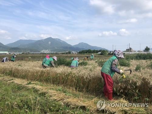 우리 밀 수확