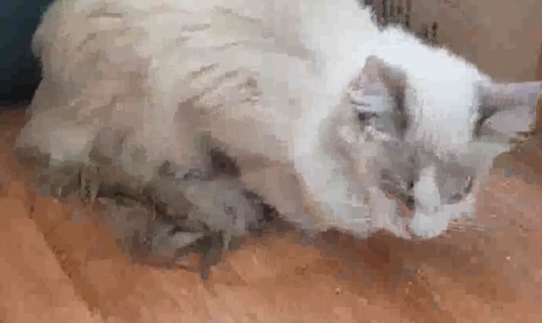주인이 원룸에 버리고 가 한 달 만에 구조된 고양이