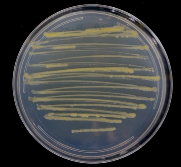 유기인계 살충제 7종을 분해하는 미생물 '스핑고비움 Cam5-1' 균주