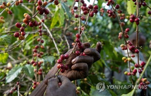 에티오피아 커피 농장에서 수확되는 커피 열매 