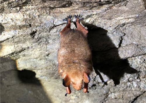 인제에서 서식이 확인된 붉은박쥐