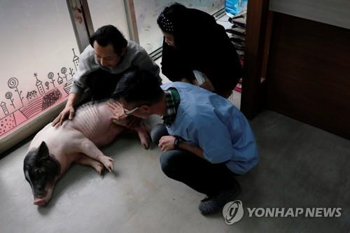애완돼지 방문 진료하는 수의사 창 치엔-밍씨