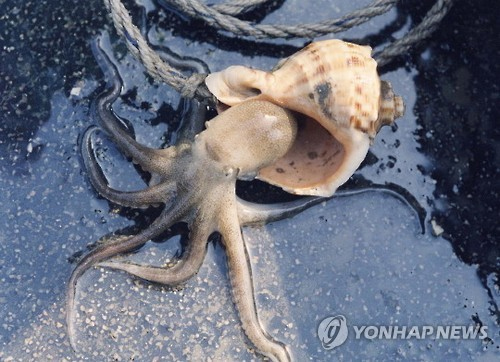 주꾸미