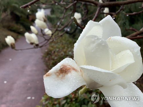 봄비 머금은 목련