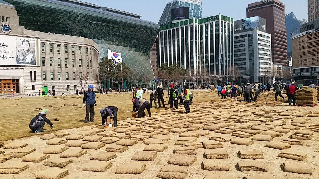 새 잔디 입는 서울광장