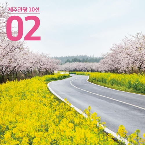 제주 유채꽃과 벚꽃길