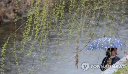 봄비 내리는 날