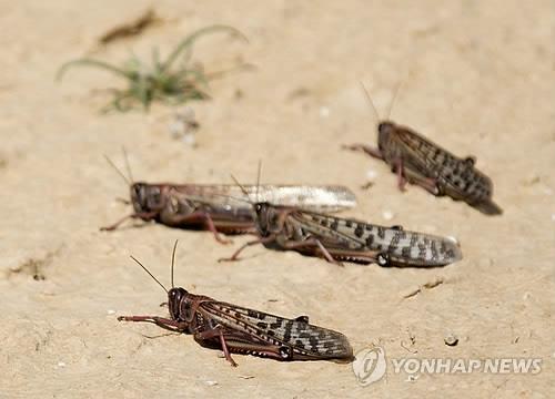이집트 땅 메뚜기