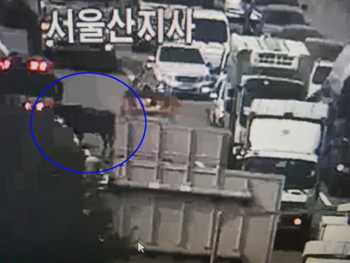 경부고속도로에 나타난 소로 인해 차량이 정체되고 있다.