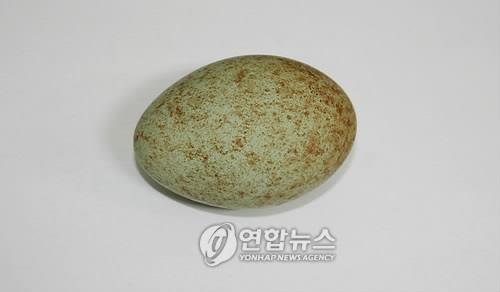 우포 따오기 부부 첫 산란 성공