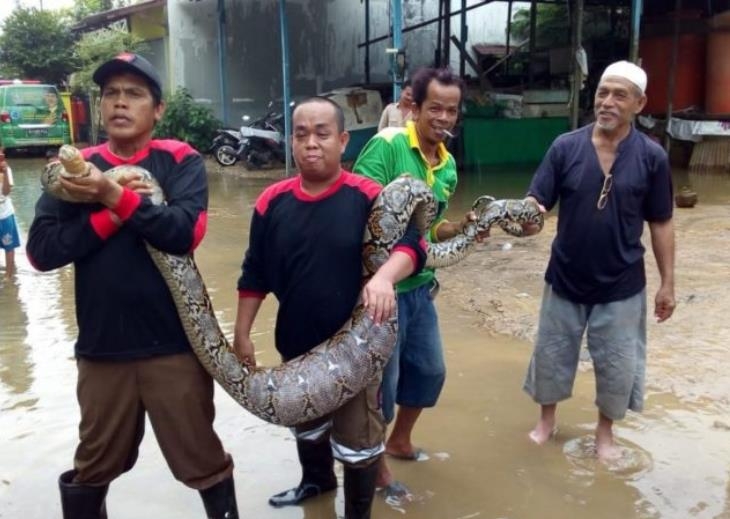 인니 동칼리만탄주 마을에서 붙잡힌 3m 길이 뱀